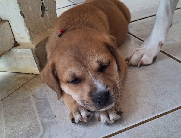 MYDEE, petit cœur à quatre pattes, cherche sa famille !