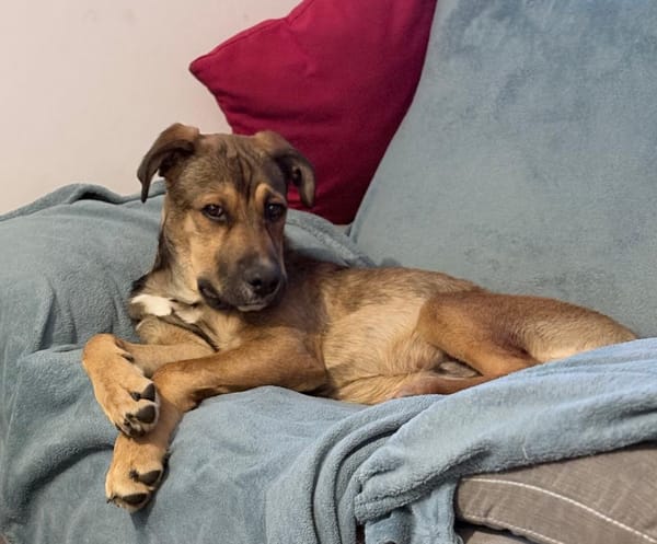 SAMOA, chiot Berger Créole mâle