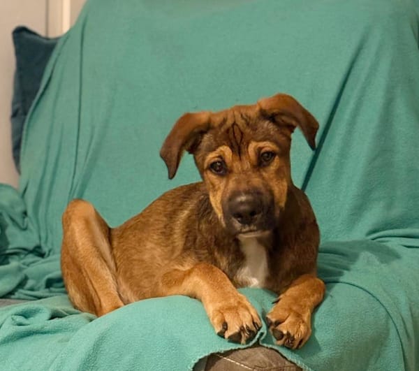 SAMOA, chiot Berger Créole mâle