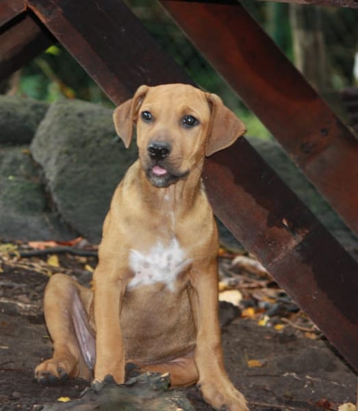 KARAMELLE, Chiot femelle Berger Créole