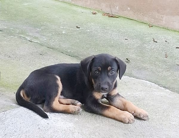 TOKYO, chiot mâle Berger Créole