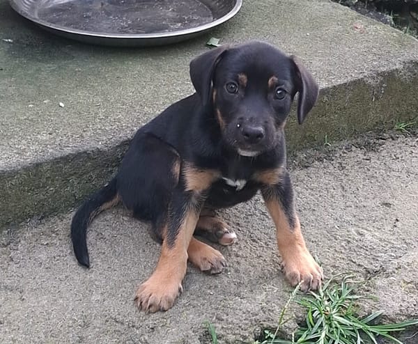 TOKYO, chiot mâle Berger Créole