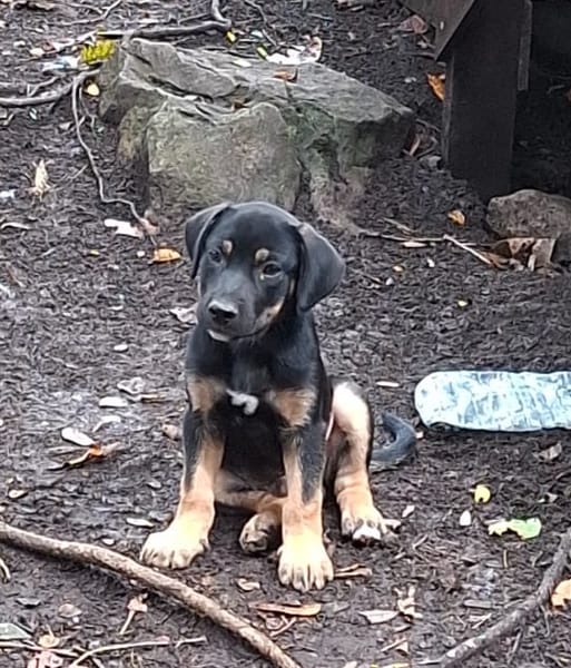 TOKYO, chiot mâle Berger Créole