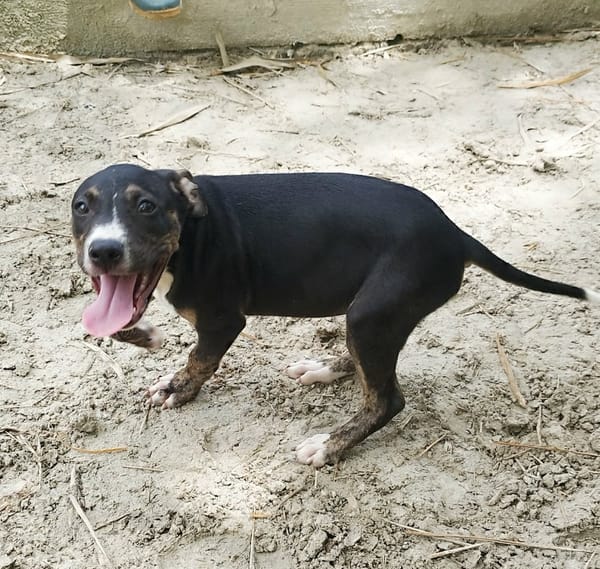 DARWIN un amour de bébé