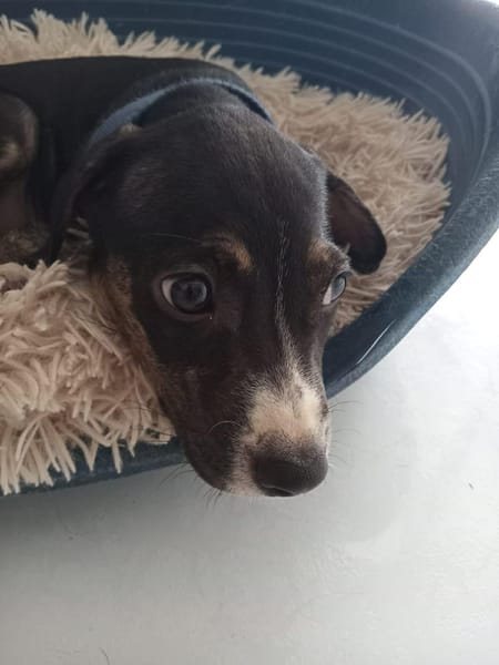 DARWIN un amour de bébé