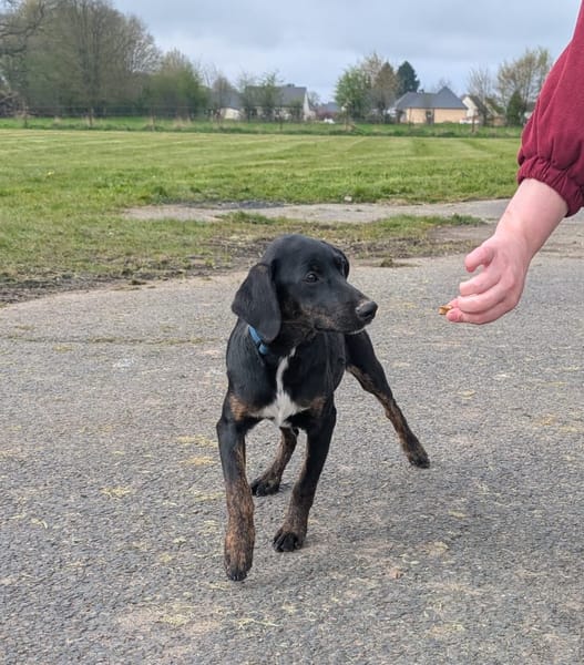 ALOE, chiot Berger Créole, femelle
