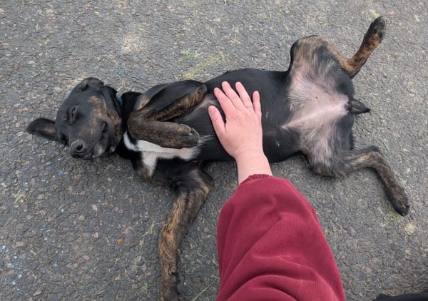 ALOE, chiot Berger Créole, femelle