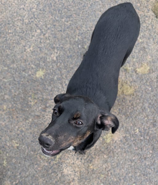 ALOE, chiot Berger Créole, femelle