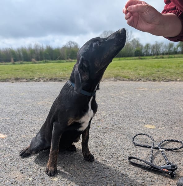 ALOE, chiot Berger Créole, femelle