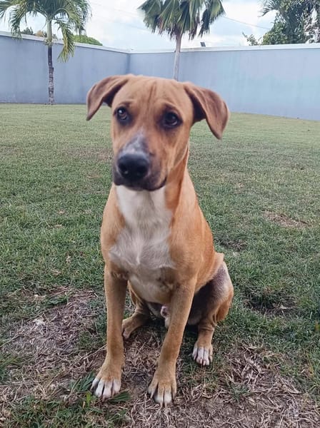 ATCHI, Mâle junior Berger Créole