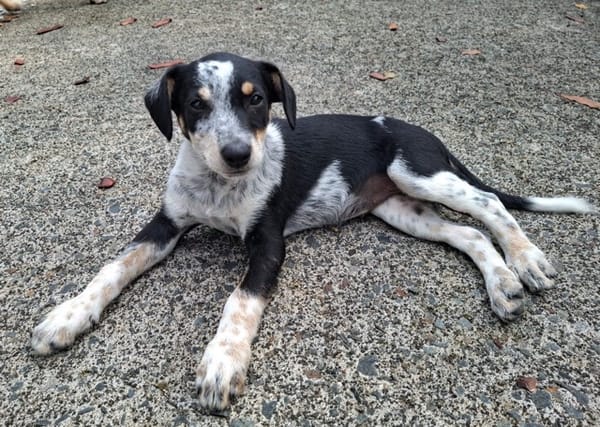FOLLY, chiot femelle Croisée Jack Russel