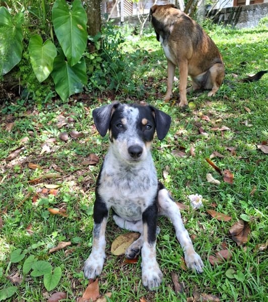 FOLLY, chiot femelle Croisée Jack Russel