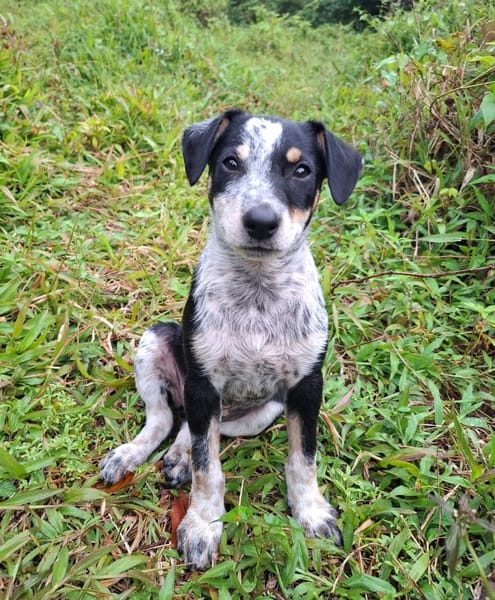 FOLLY, chiot femelle Croisée Jack Russel