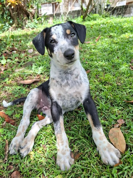 FOLLY, chiot femelle Croisée Jack Russel