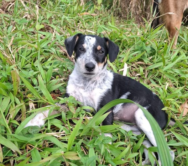 FOLLY, chiot femelle Croisée Jack Russel