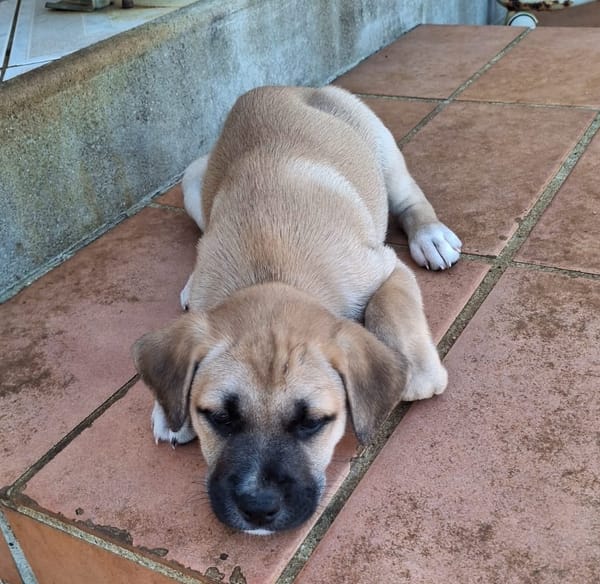 🐾 KLER, petite créole pleine de vie, cherche sa famille ! 🐾