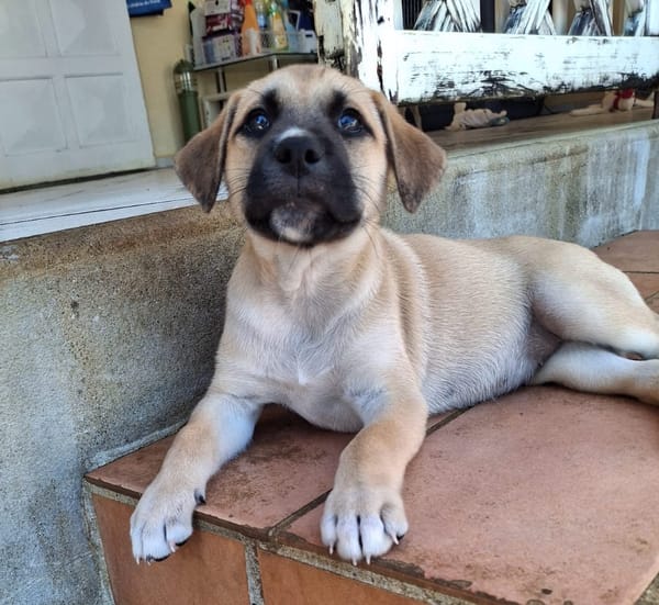 🐾 KLER, petite créole pleine de vie, cherche sa famille ! 🐾