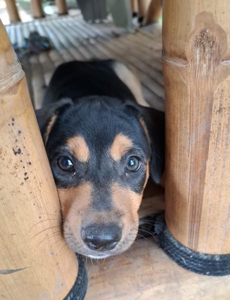 KYOTO, chiot femelle Berger Créole