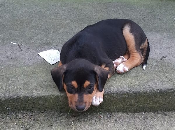 KYOTO, chiot femelle Berger Créole