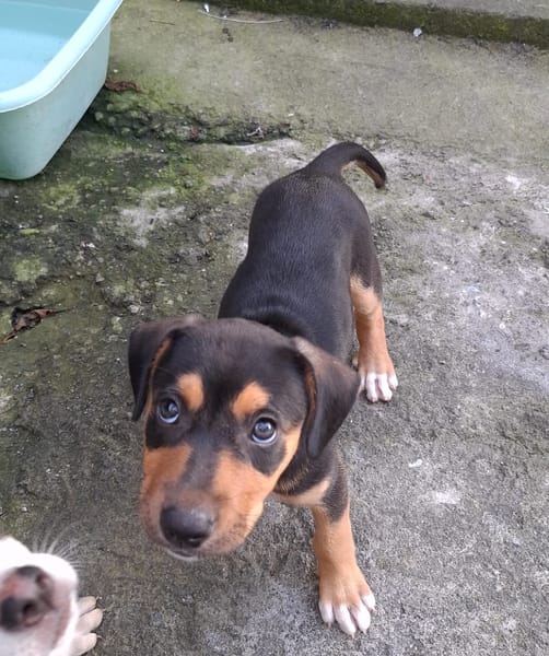 KYOTO, chiot femelle Berger Créole