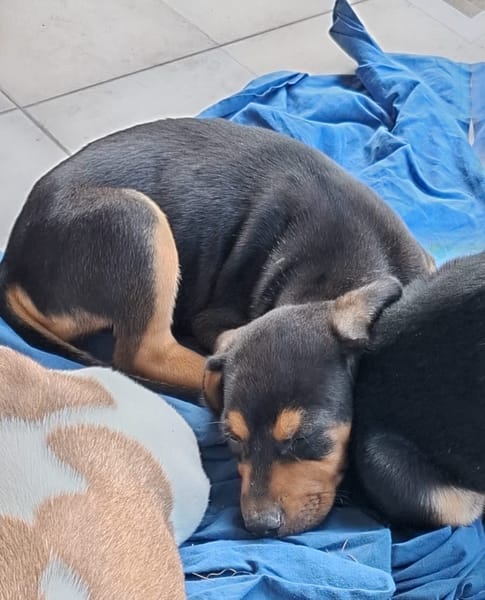 KYOTO, chiot femelle Berger Créole