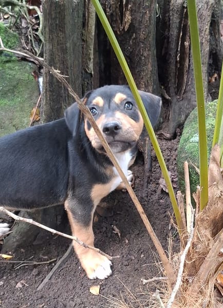 KYOTO, chiot femelle Berger Créole