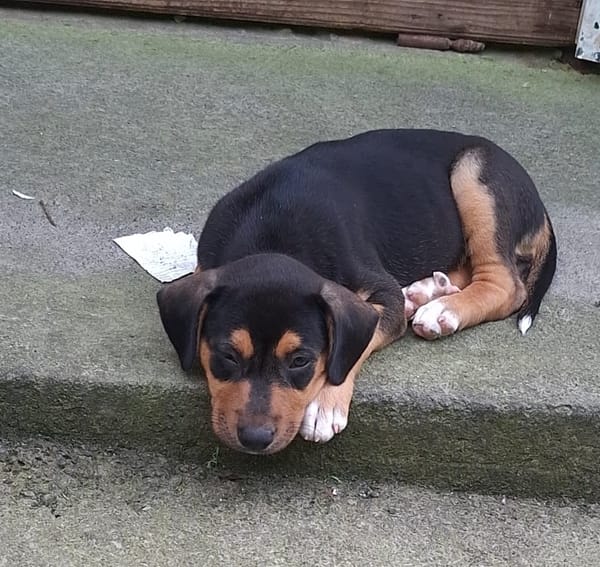 KYOTO, chiot femelle Berger Créole