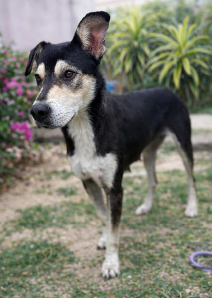 LILI, jeune femelle Berger Créole