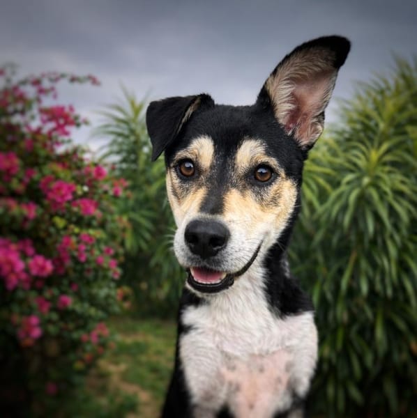 LILI, jeune femelle Berger Créole