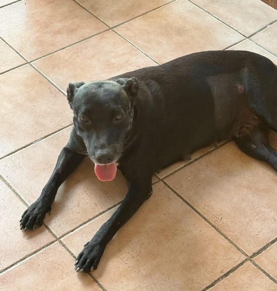 NALLA, Femelle Croisée Labrador