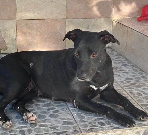 NALLA, Femelle Croisée Labrador