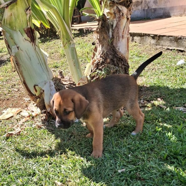 RAYLEUR, Chiot Berger Créole mâle