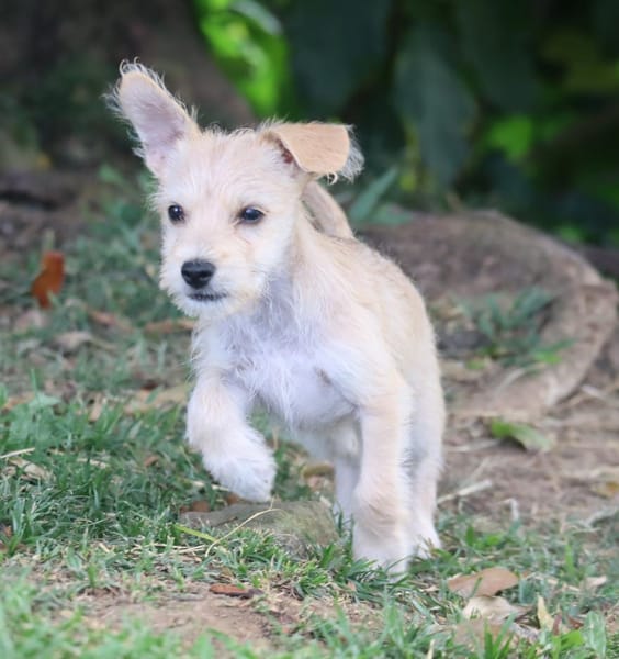 UBAC, chiot croisé terrier mâle