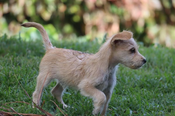 UBAC, chiot croisé terrier mâle