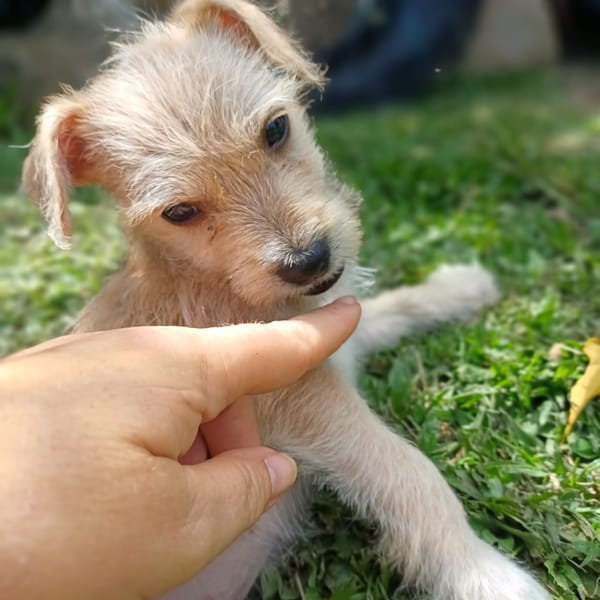 UBAC, chiot croisé terrier mâle