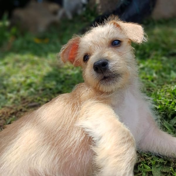 UBAC, chiot croisé terrier mâle