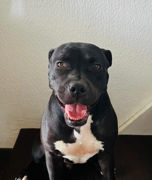 🐾 XENA, croisée créole junior pleine d’amour 🐾