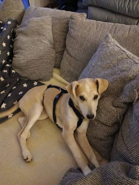 Süße Zeeva🌺 sucht liebevolles Heim