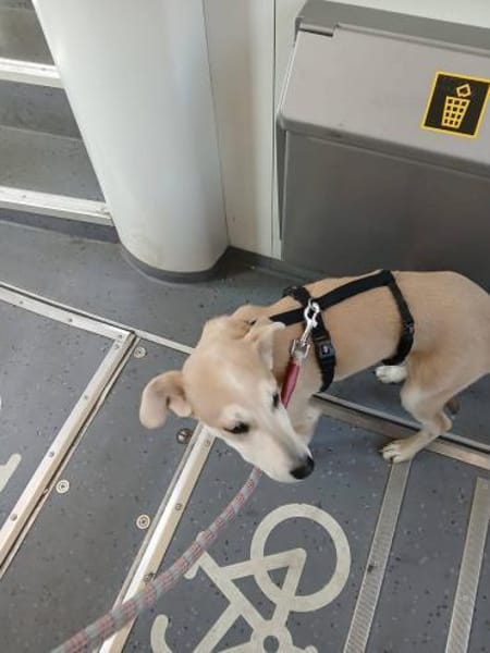 Süße Zeeva🌺 sucht liebevolles Heim