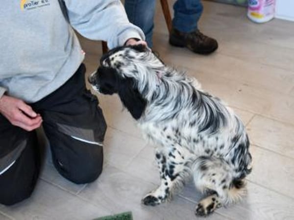 Liebe Menschen für Tanca gesucht