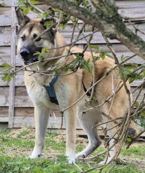 DJAMIL wartet in 65... Villmar