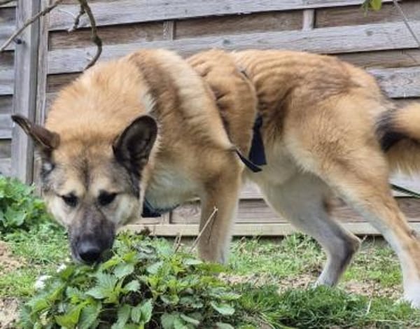 DJAMIL wartet in 65... Villmar