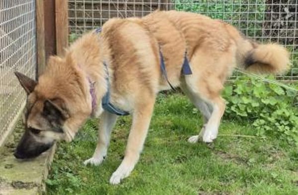 DJAMIL wartet in 65... Villmar