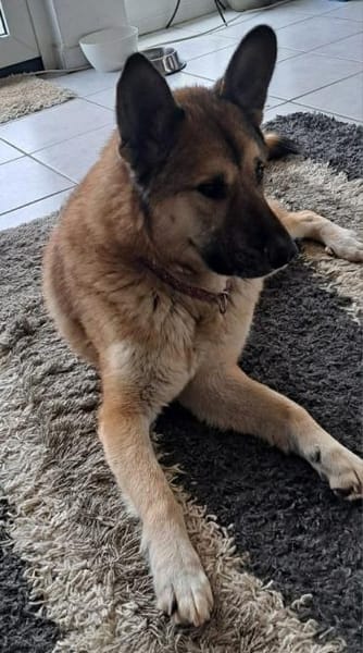 DJAMIL wartet in 65... Villmar