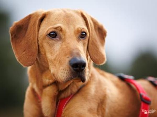 Aldo möchte seine Chance nutzen