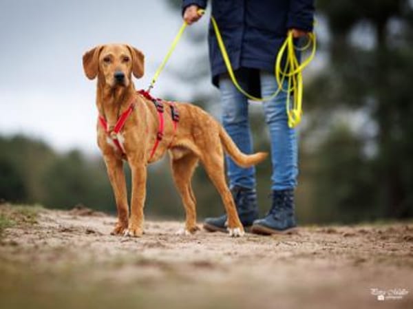 Aldo möchte seine Chance nutzen