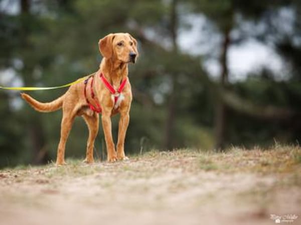 Aldo möchte seine Chance nutzen
