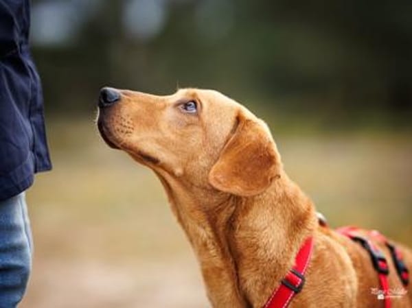 Aldo möchte seine Chance nutzen