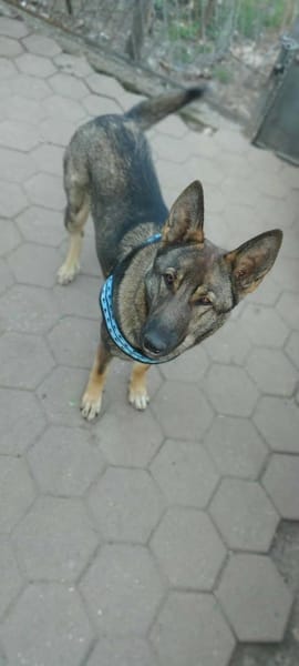 Zuhause gesucht für Lucky