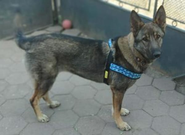 Zuhause gesucht für Lucky